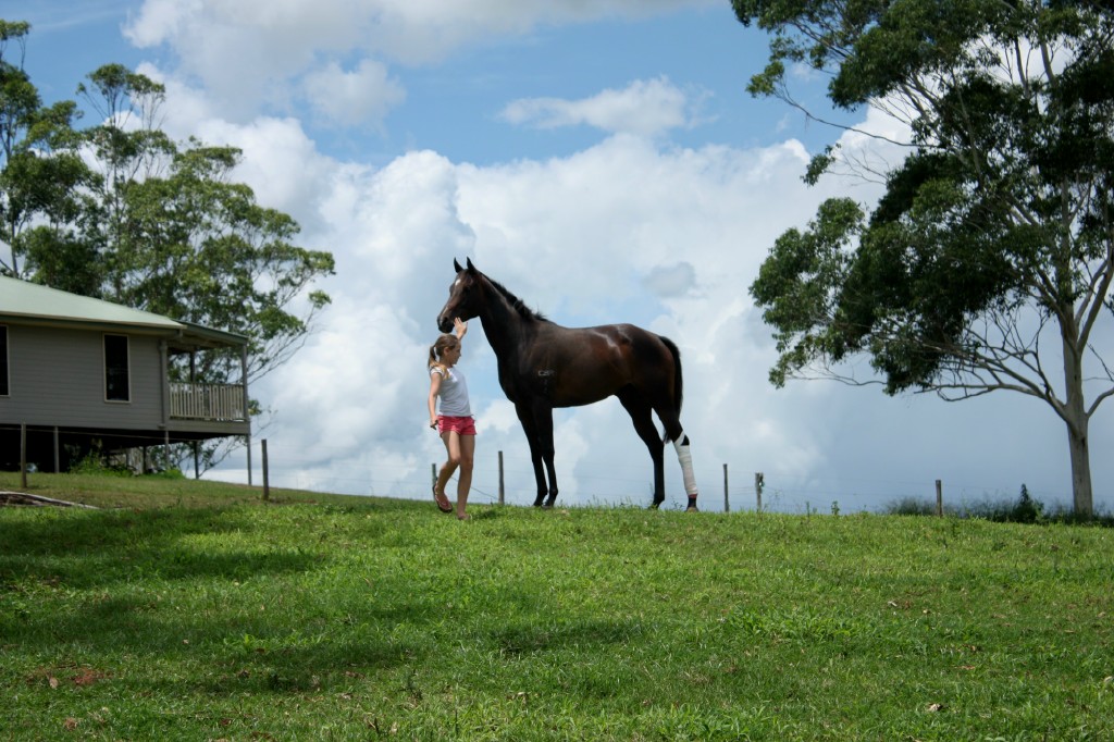 Horse Recovery