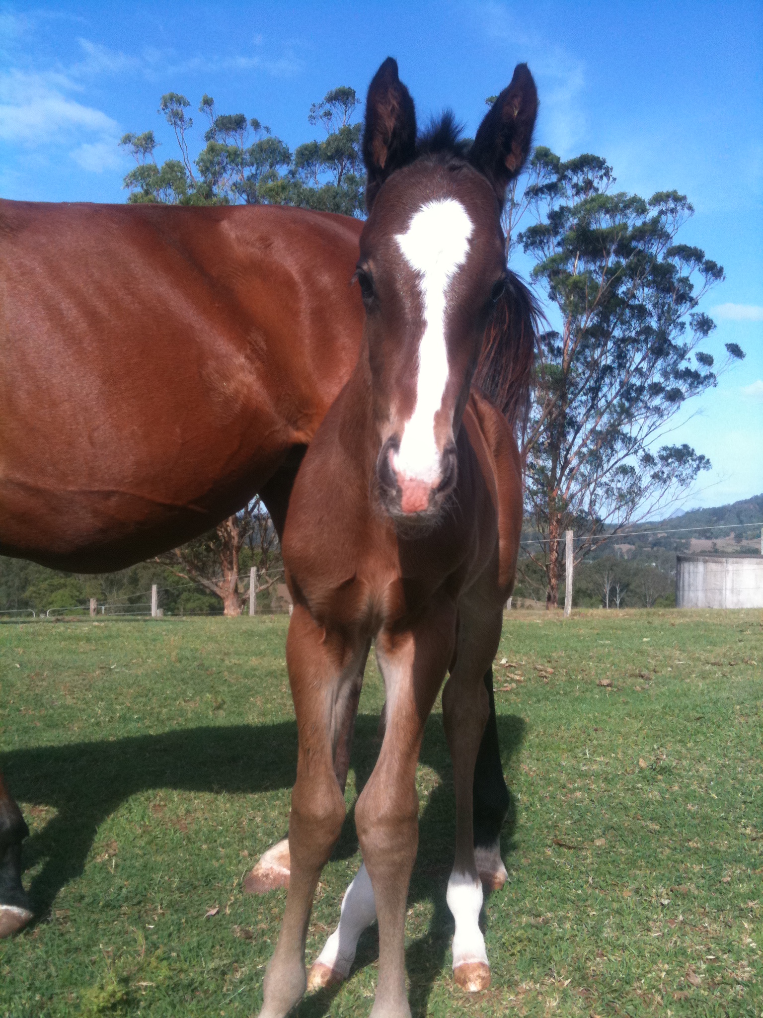 Wonderful World Colt